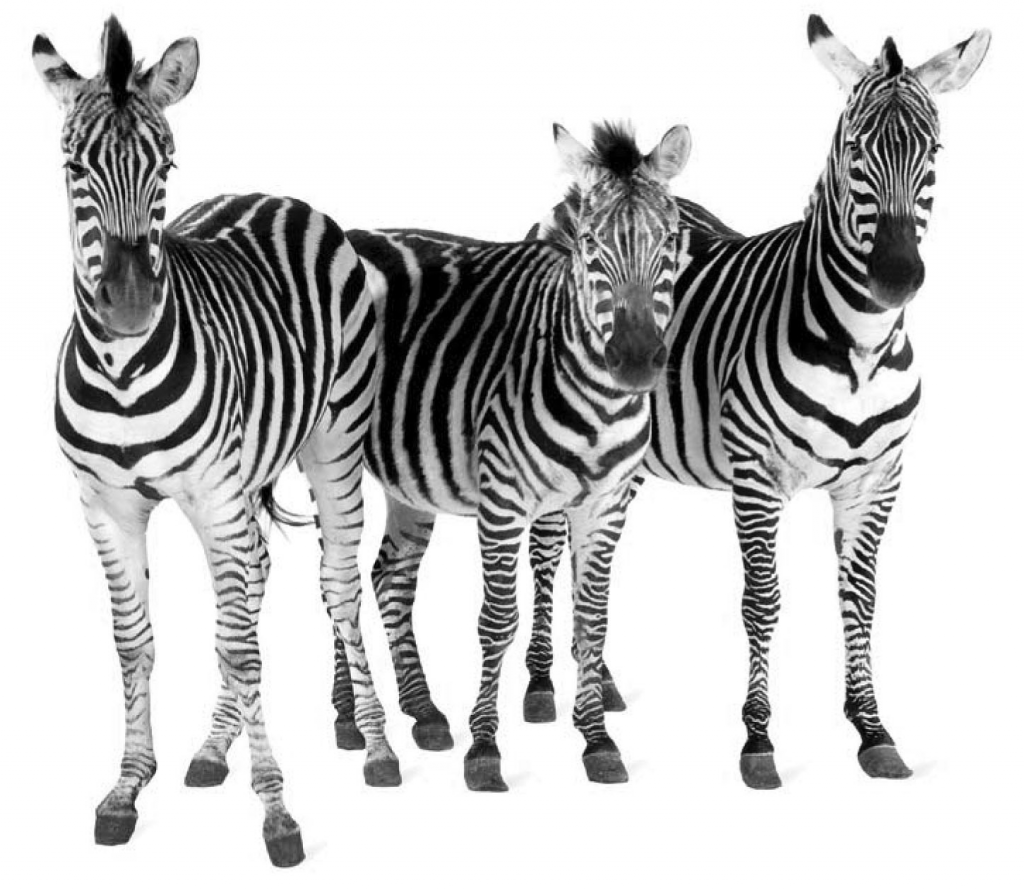corporate_blogs_zebras